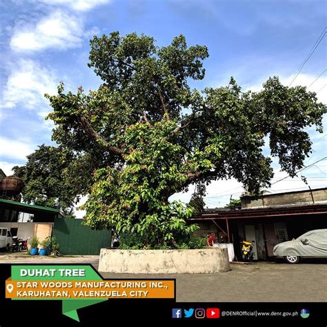 dohat|duhat tree photos.